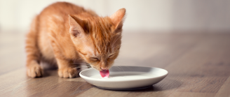 Chaton boit du lait